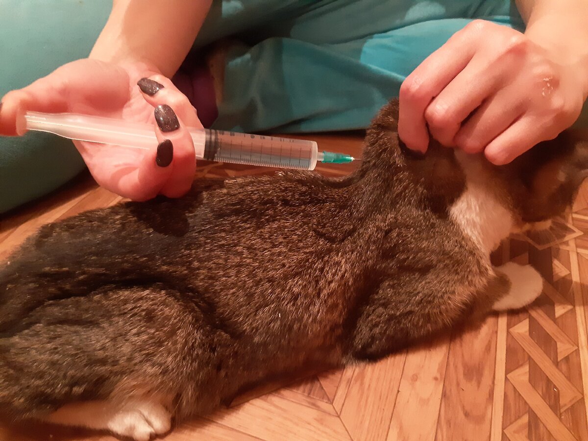 Кота кололи каждый час