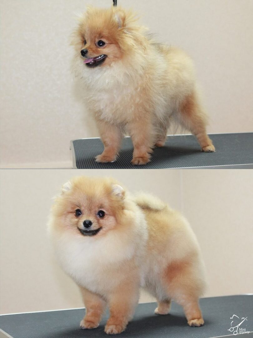Пырзики шпица до и после - Дог Факт.ру
