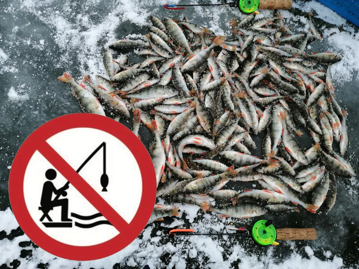 Какие ограничения на рыбалку. Ловля рыбы запрещена. Ограничение по ловле рыб. Запрет на рыбалку. Вылов рыбы запрещен.