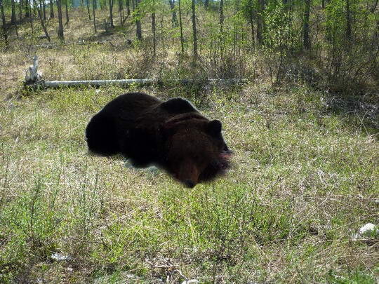 На фото: убитый Полосухиным медведь