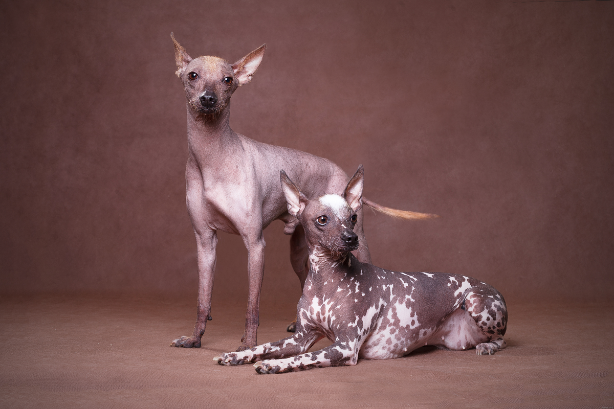 Перуанская . Источник : Яндекс картинки