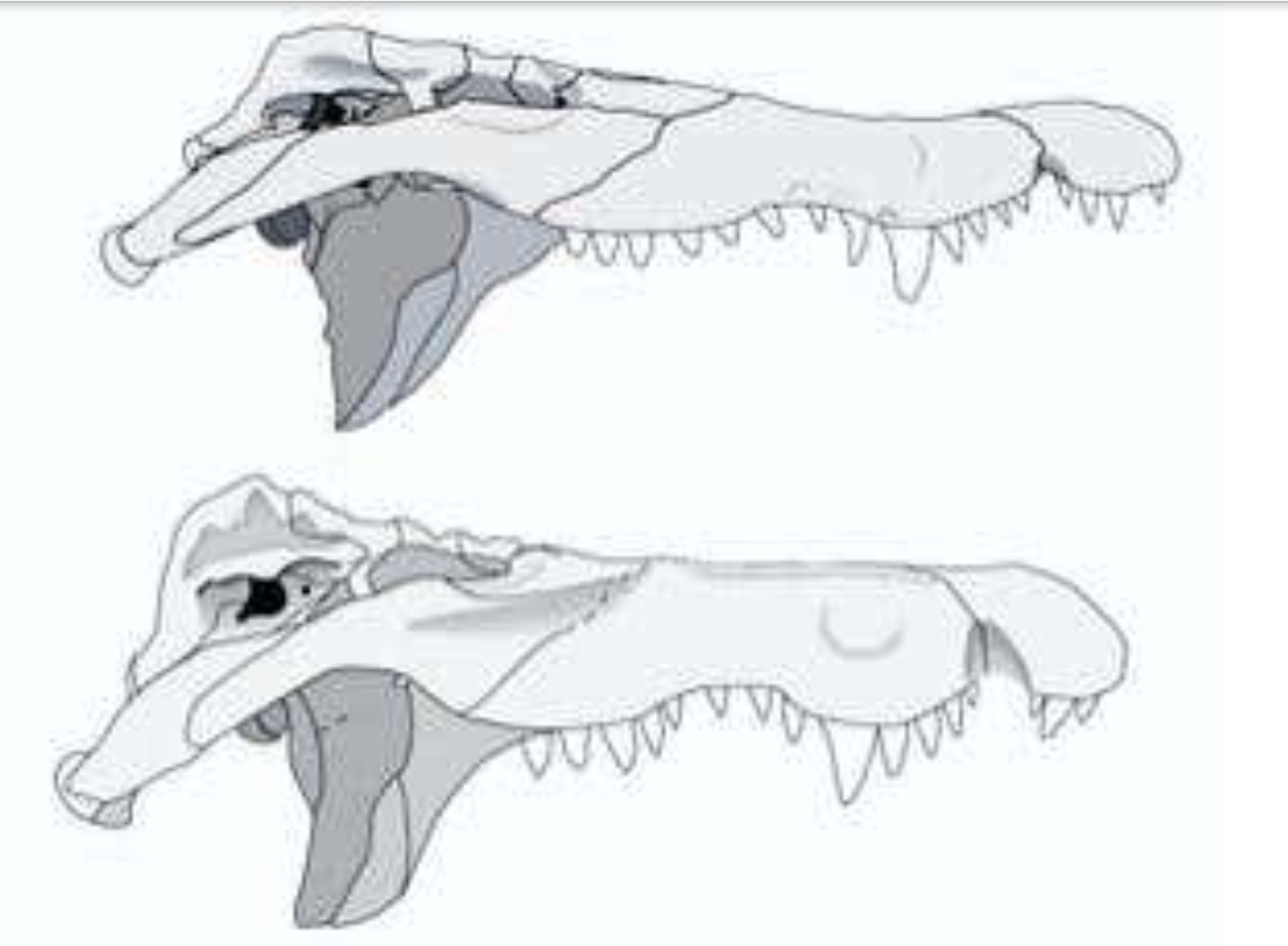 Сверху череп современного крокодила, снижу челюсть Крокодила-людоеда