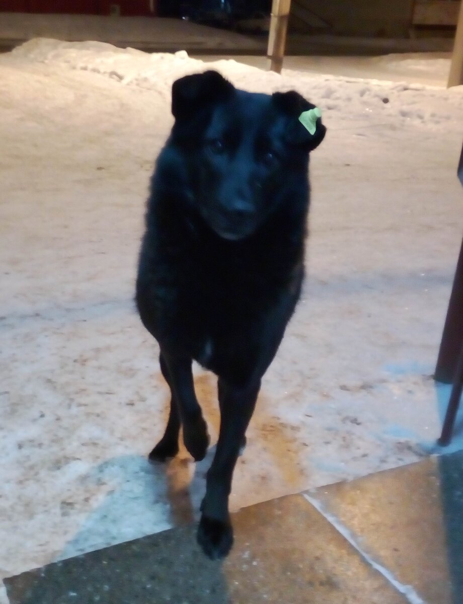 Тот самый  Милашка