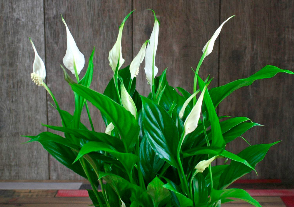 Спатифиллум