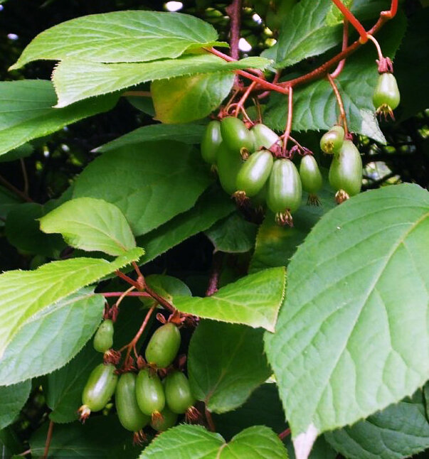 Необыкновенно вкусные ягоды актинидии созревают в конце августа