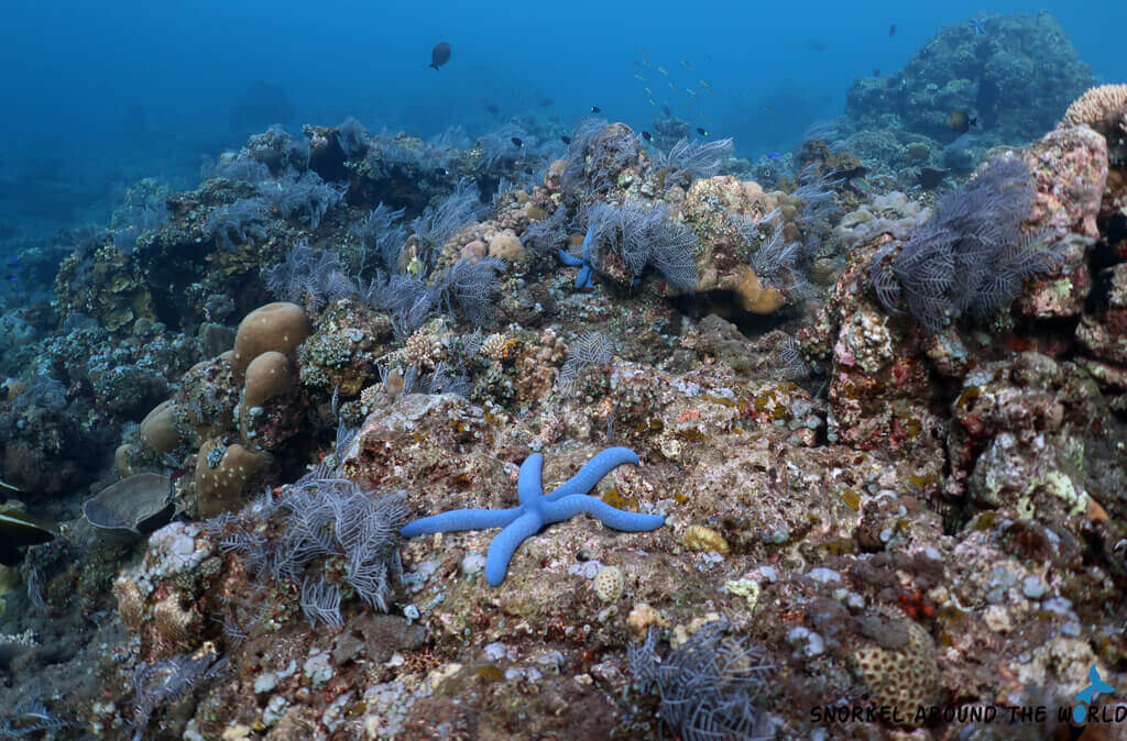 потрясающие возможности для дайвинга