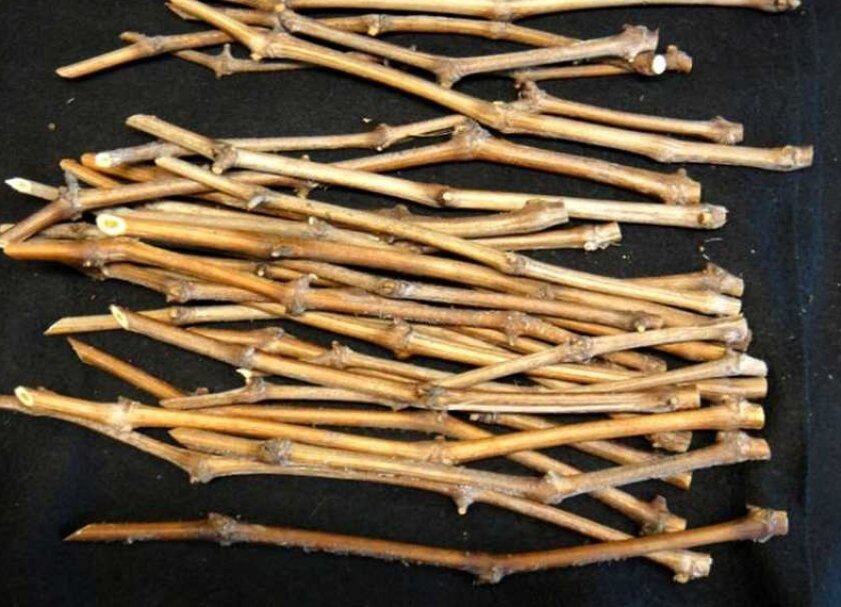 Источник Яндекс. Картинки