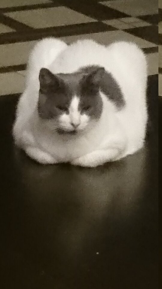 очень важный, но все равно смешной