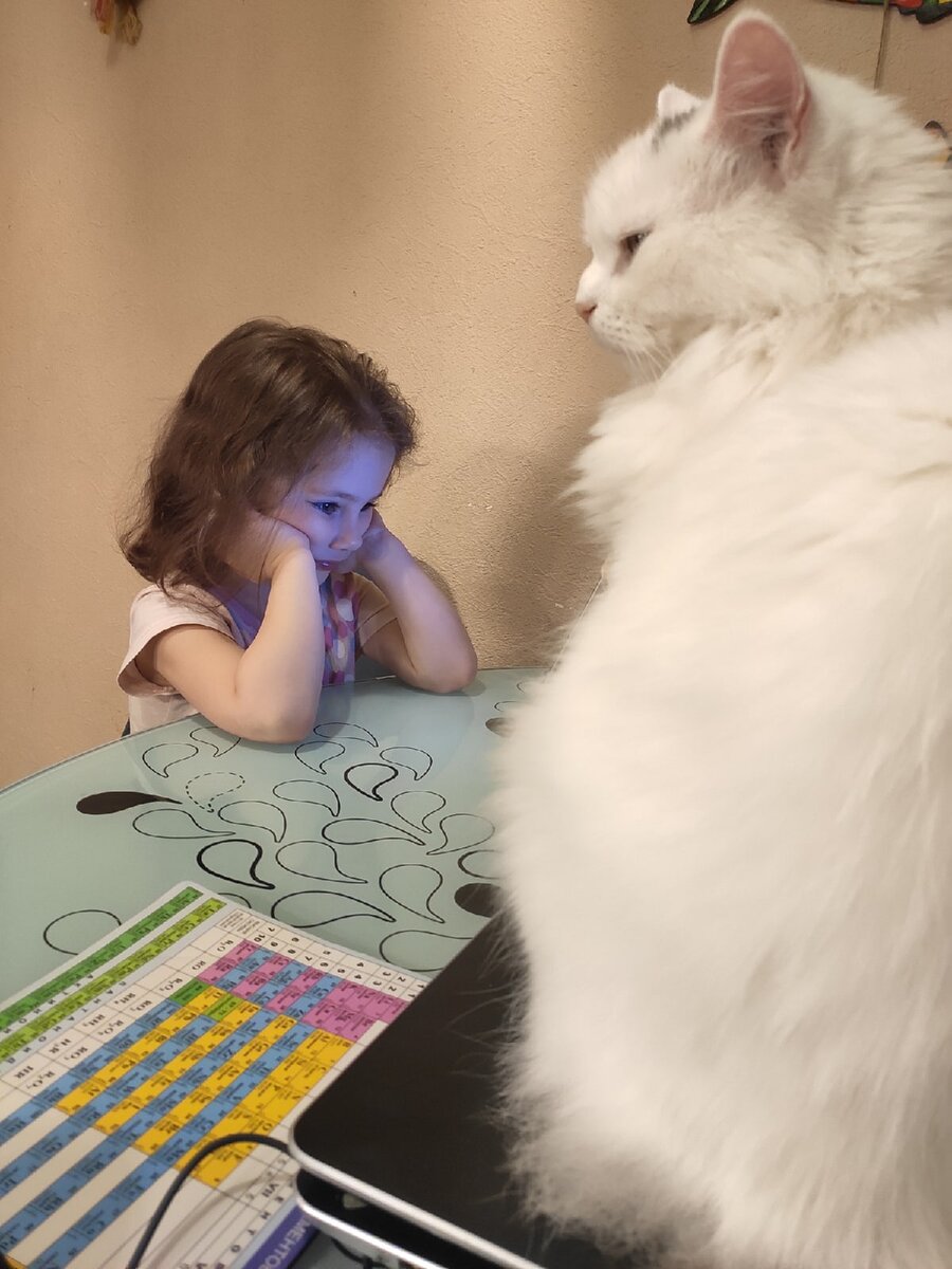 Человеческий детеныш смотрит мультики, а я жду свою еду 