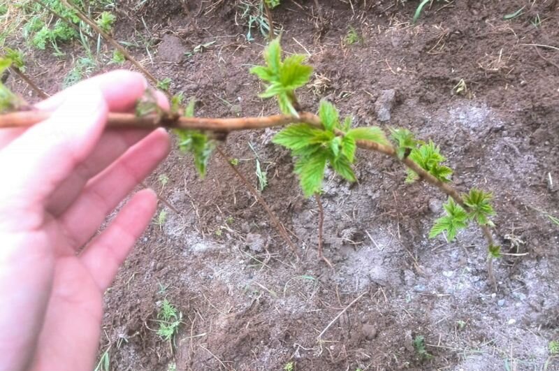 Весенняя подкормка малины. 