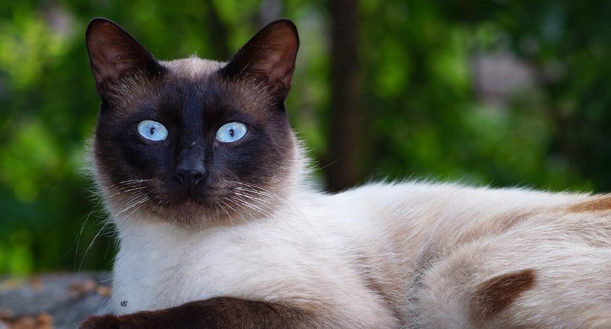 Сиамская кошка виды. Сиам кошка Сиамская. Тайский сиамский кот. Сиамская голубоглазая кошка. Старотипная Сиамская