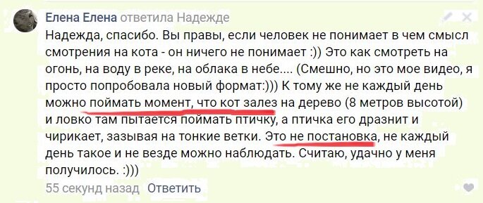 Кот Семен залез на высокое дерево и пытался поймать птичку. А потом почти прославился в Интернете