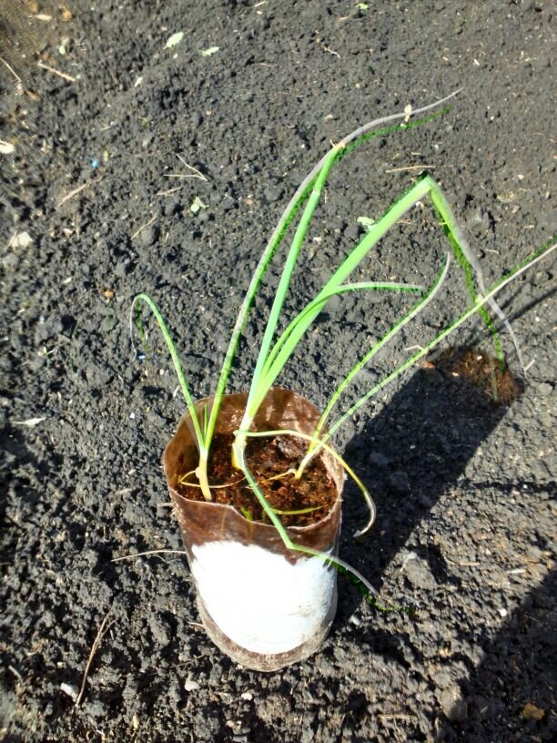 когда сажать эксибишен. когда сажать эксибишен. рассада эксибишен. лук эксибишен рассада. когда сажать эксибишен.