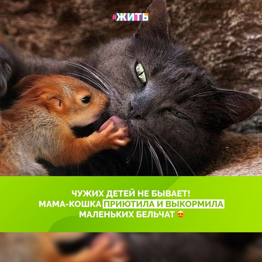 В крымском городе Бахчисарай кошка из местного парка приютила четырех сирот: это маленькие белки🐱 
Кошка по кличке Пуша живет в местном парке миниатюр. Некоторое время назад здесь появились четыре маленькие белки, которые остались без родителей🤗

К удивлению людей, кошка приняла чужих детенышей: теперь кормит и заботится о них, как о родных. А у нее самой, кстати, еще столько же котят☝

Доброта присуща каждому живому существу❤

#жить #проектжить #животные #добро