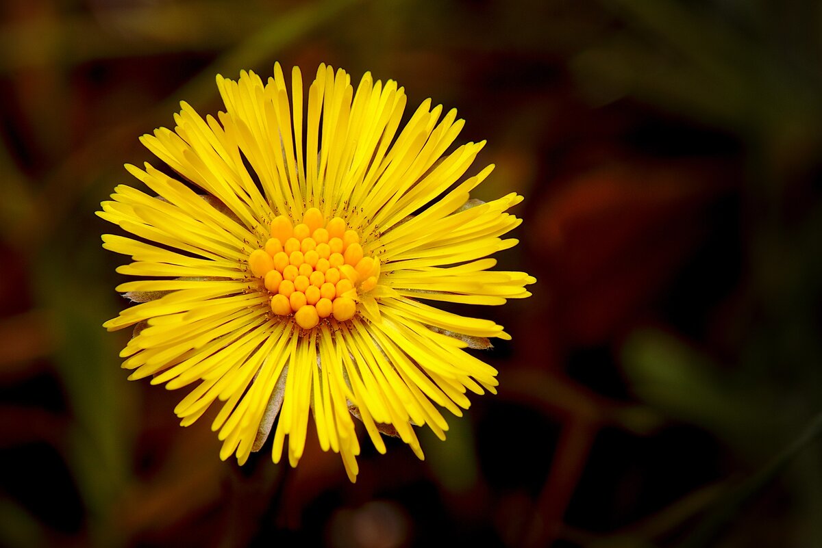 Image by DerWeg from Pixabay 