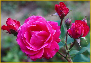 Парковые розы, виды и сорта, описание, фото, условия выращивания и ухода.