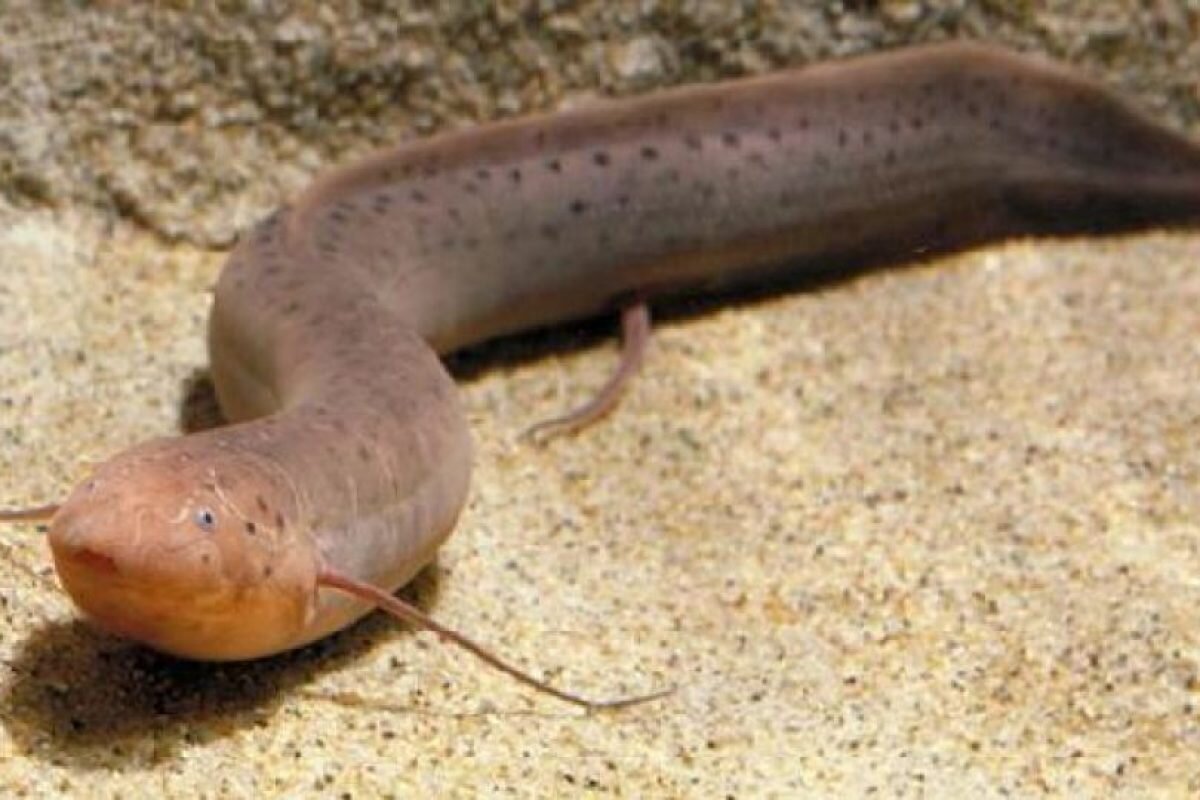 илистый прыгун дыхание. протоптер рыба. живет в иле. наяда насекомые. живет в иле.