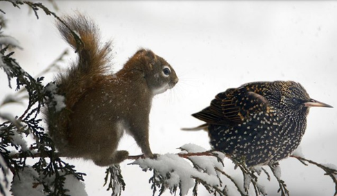 Верные друзья.     Фото: К.Нельсон                                                                                       