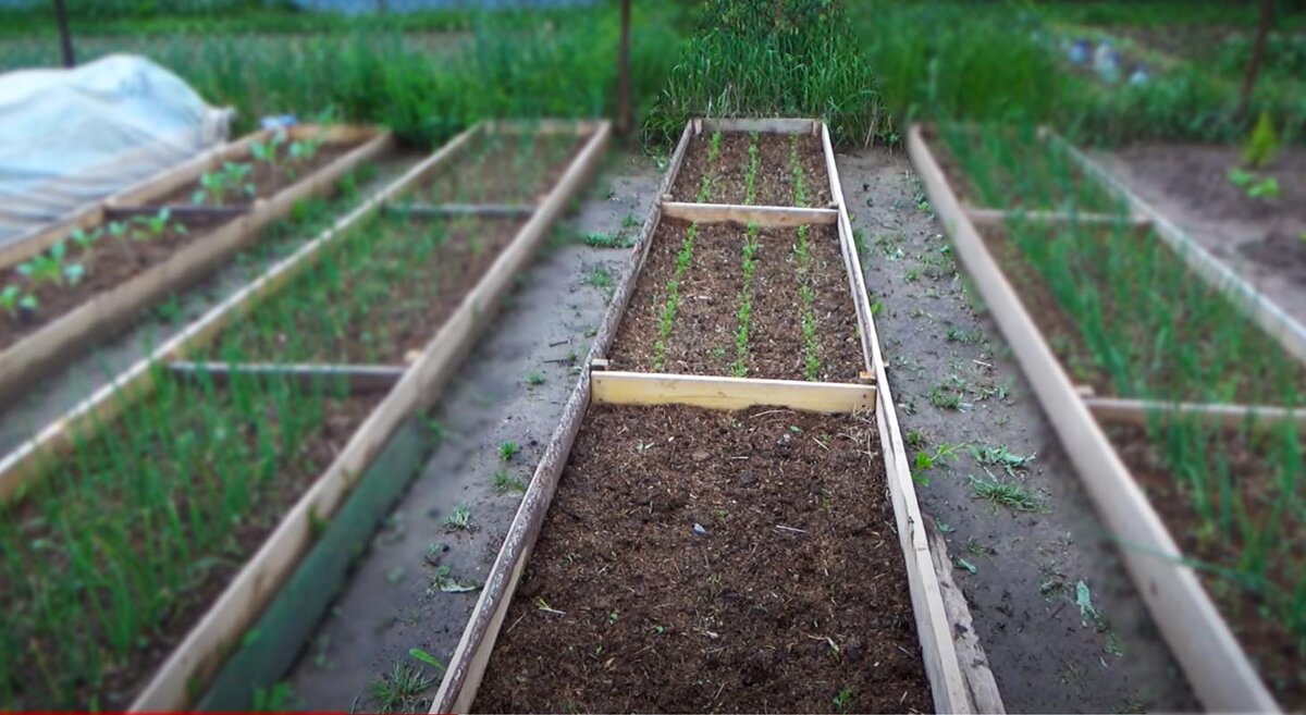 В первом отсеке сажала гранулированными семенами