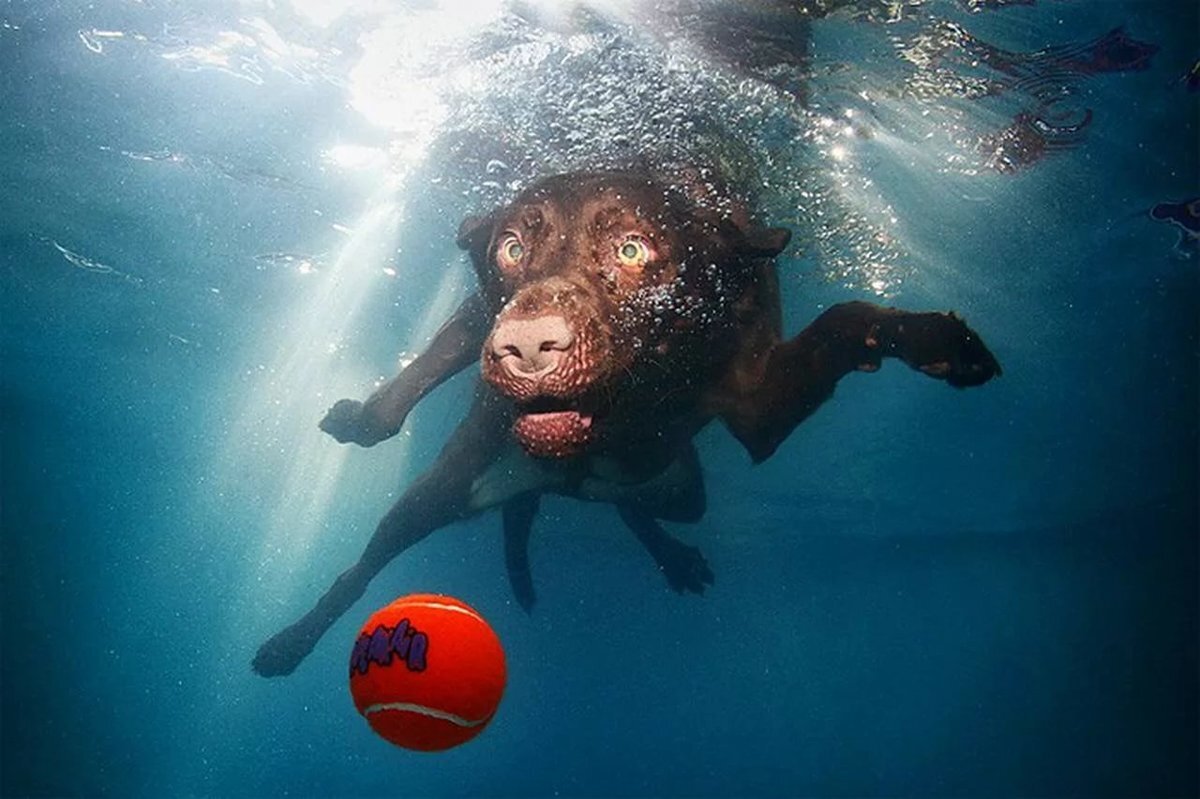 Подводная собака