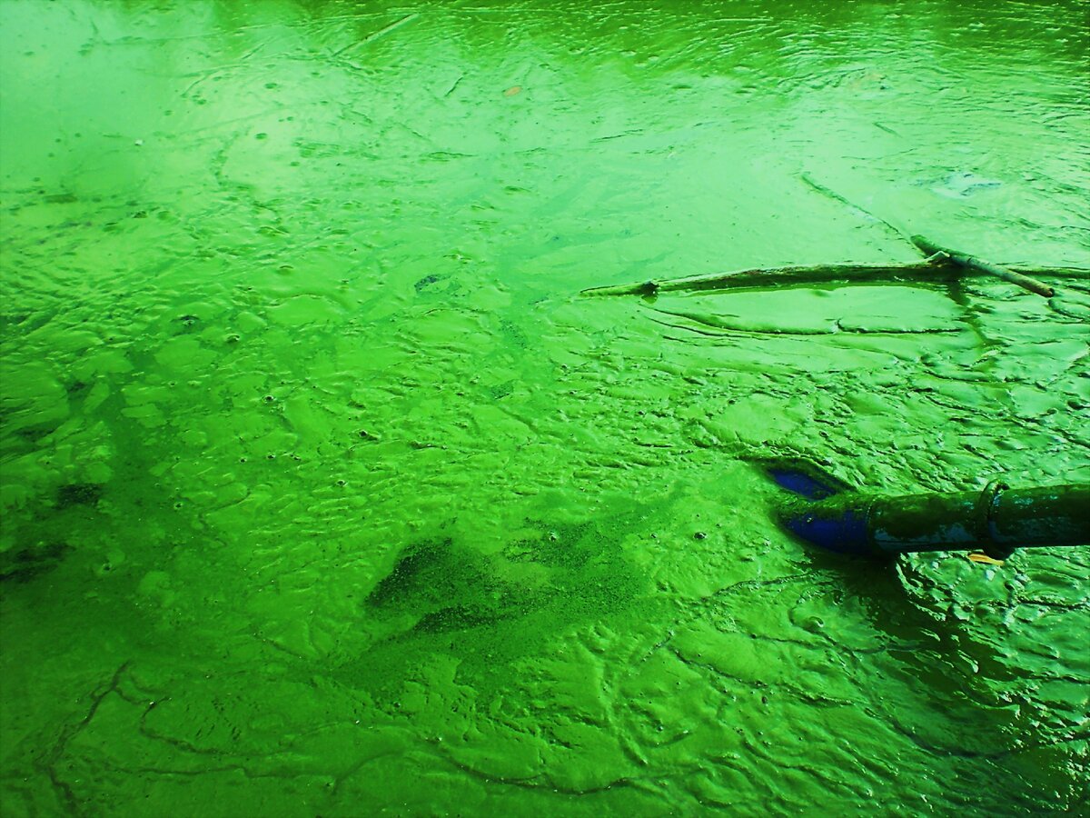 Это сине-зеленые водоросли. Когда они они покрывали почти всю планету.