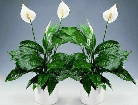 Спатифиллум 