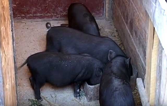 Содержание и рацион кормления вьетнамских вислобрюхих свиней