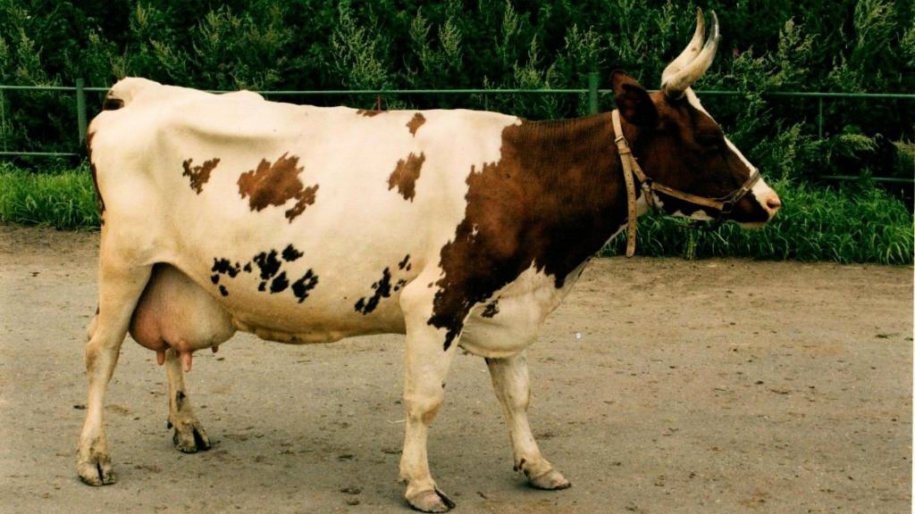 Коро́ва — отелившаяся самка крупного рогатого скота, то есть домашнего быка. Прежде чем стать коровой, самка быка является тёлкой, после оплодотворения до первых родов она называется нетелью.-2