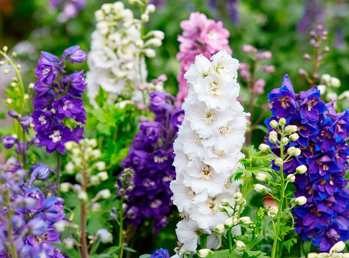 Дельфиниумы. Фото из Интернета.