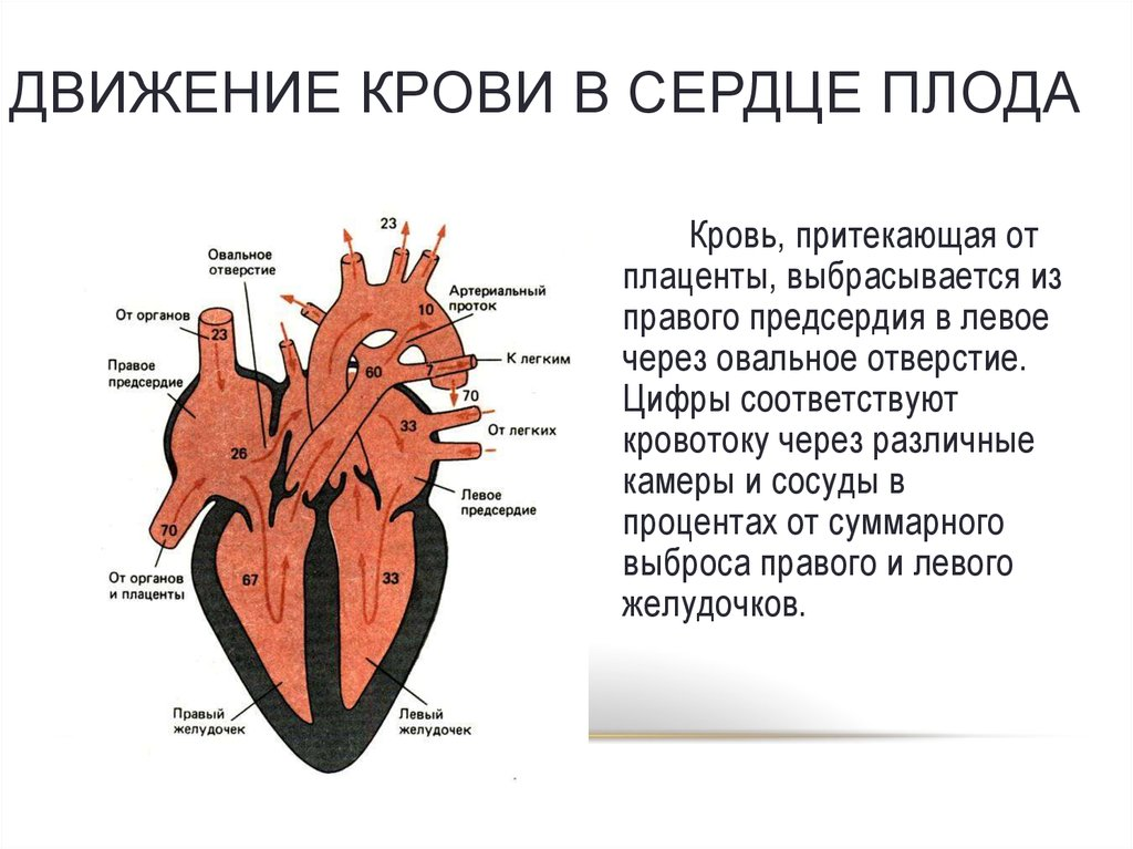 Отверстия в предсердиях. Движение крови в сердце. Строение и развитие сердца. Роль желудочков и предсердий.
