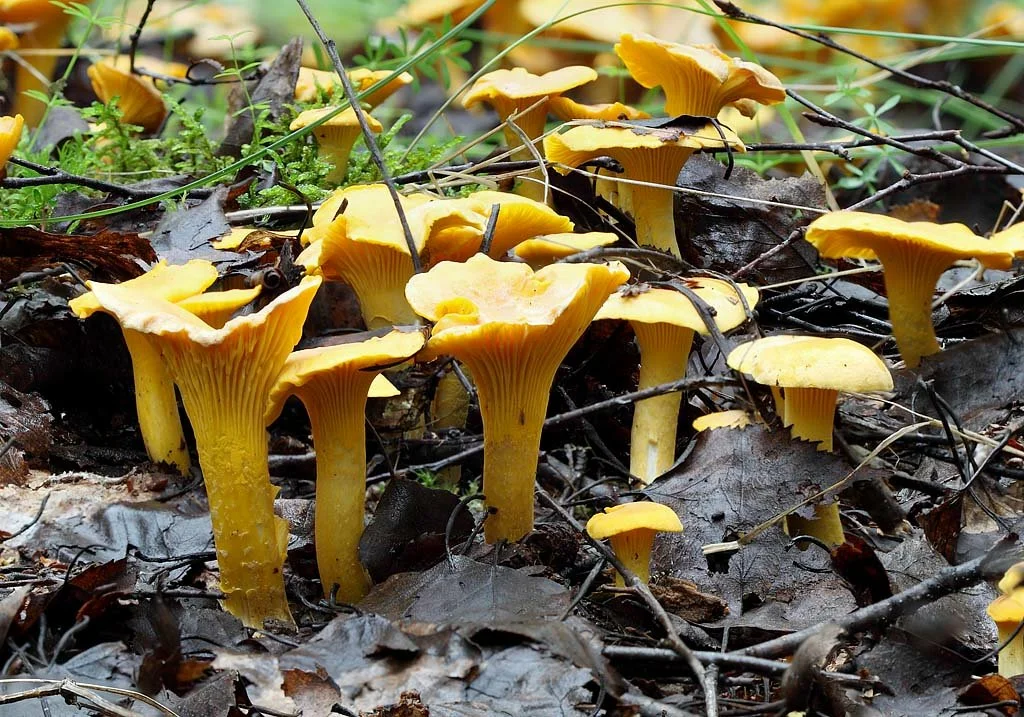 Любимые грибы - лисички. Источник http://gribnik-rossii.ru/?p=445.