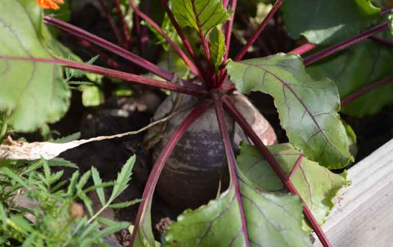 Как понять что свекла испортилась. Как понять что свекла созрела. Как понять что свекла поспела. Как определить когда свекла поспела. Как понять что свеклу пора выкапывать.