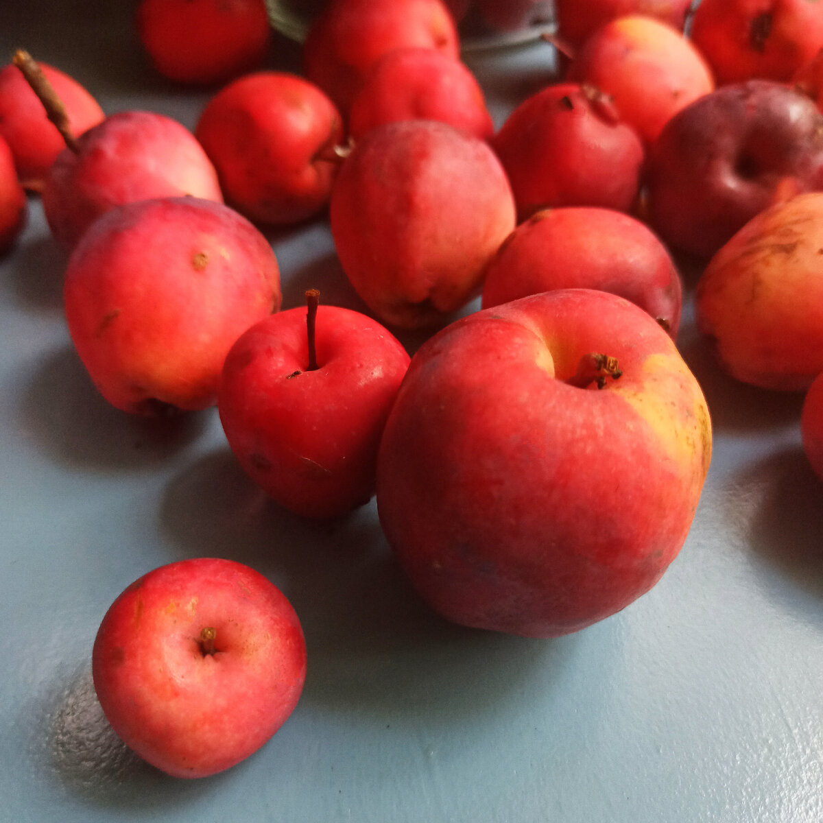 Вот такие разные по размеру яблоки с одной яблони.