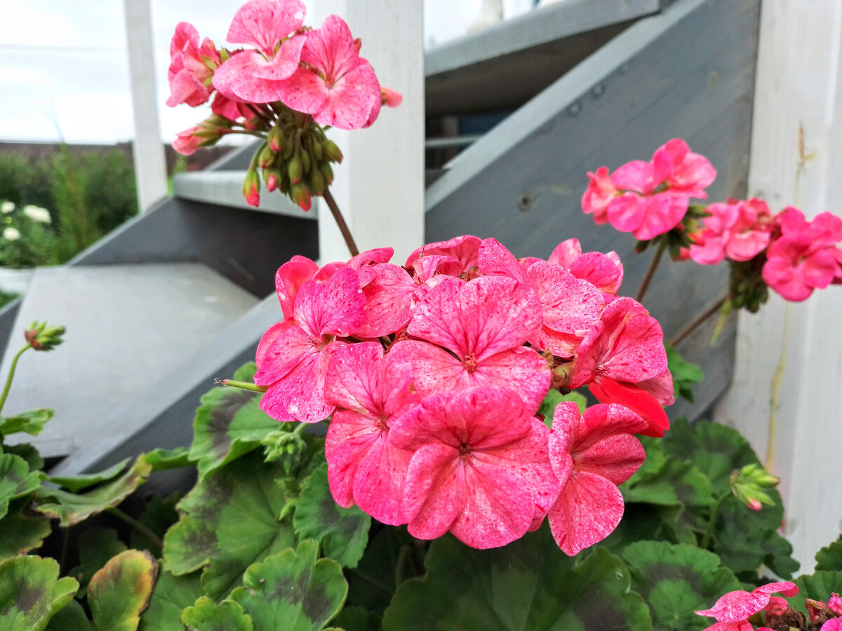 Пеларгония Дивас Ягодная, 31 августа 2021