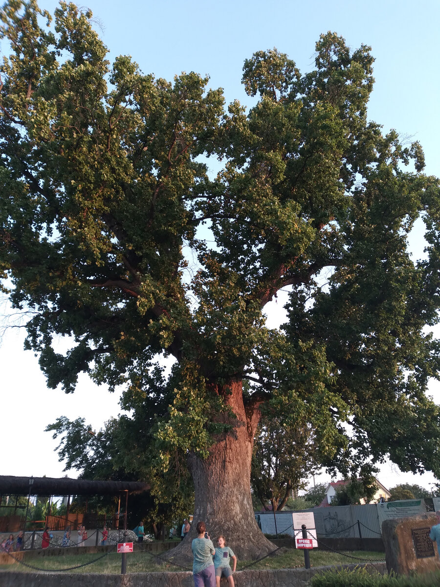 Тюльпановое дерево или Лириодендрон тюльпановый (Liriodendron tulipifera). Август 2021 года.
