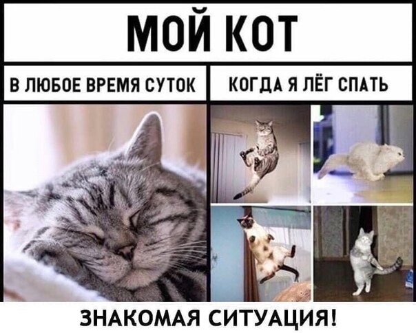 Где мой кот картинка