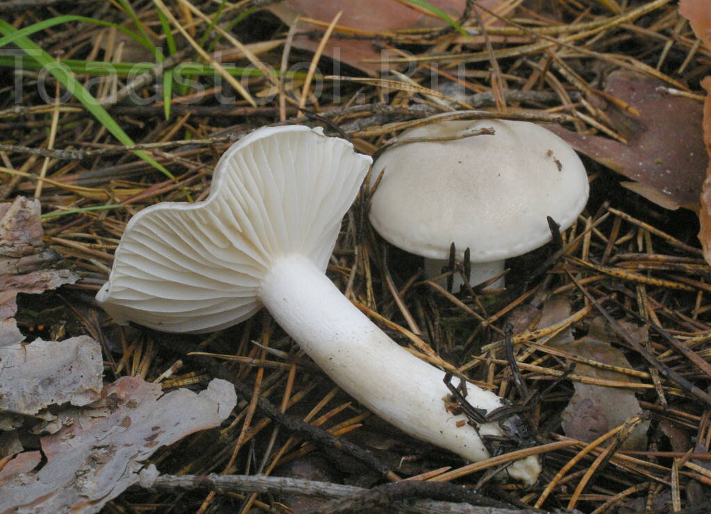 Гигрофор поздний (Hygrophorus hypothejus): описание, где растет, как отличить, ф