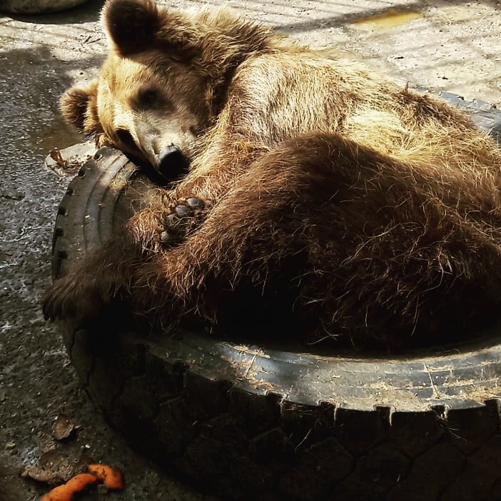 Матрёшка, октябрь 2021, личный архив