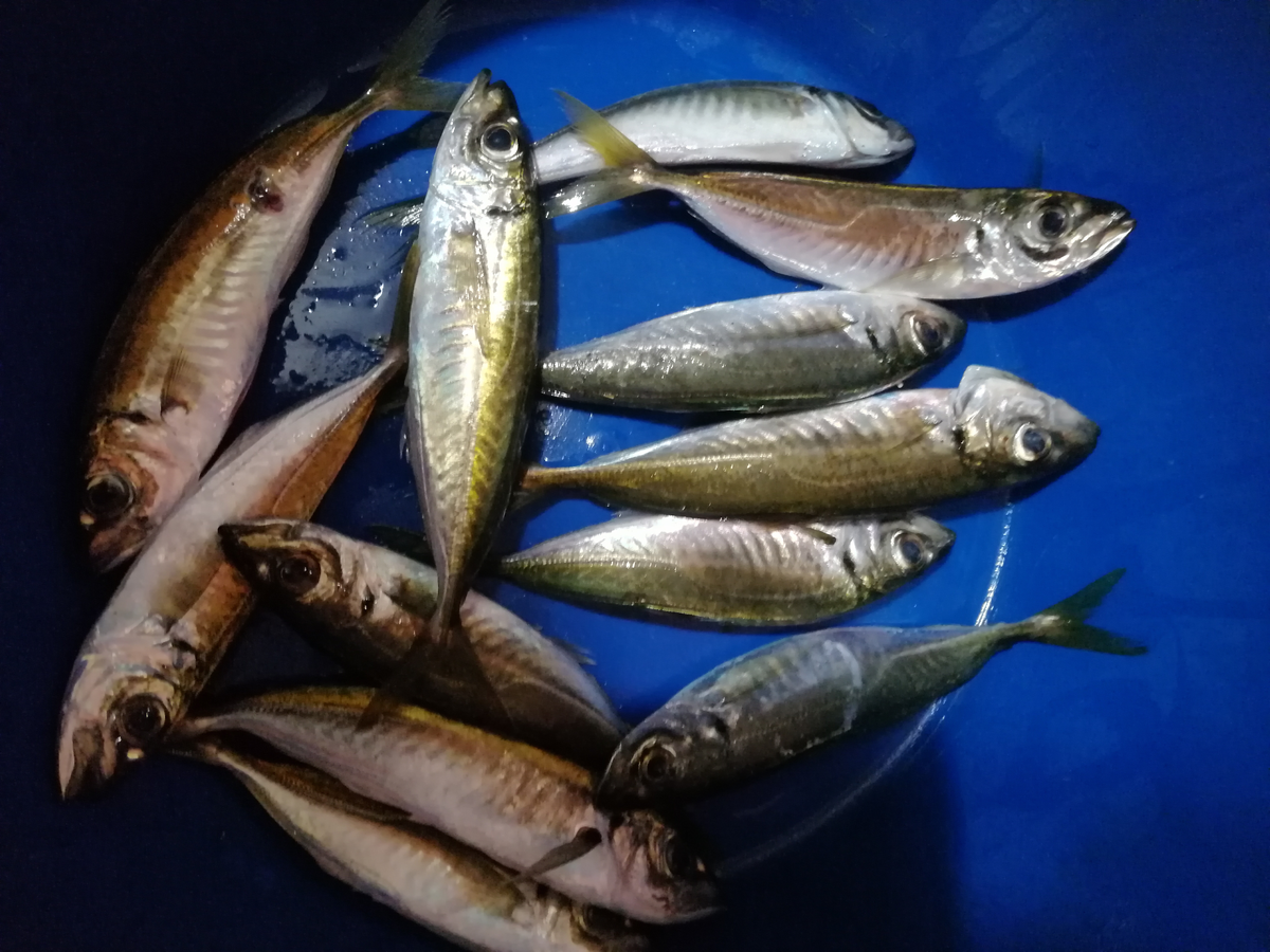 Первая партия на сковородку!)