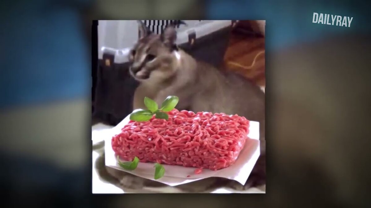 Чем больше мясо тем лучшее!