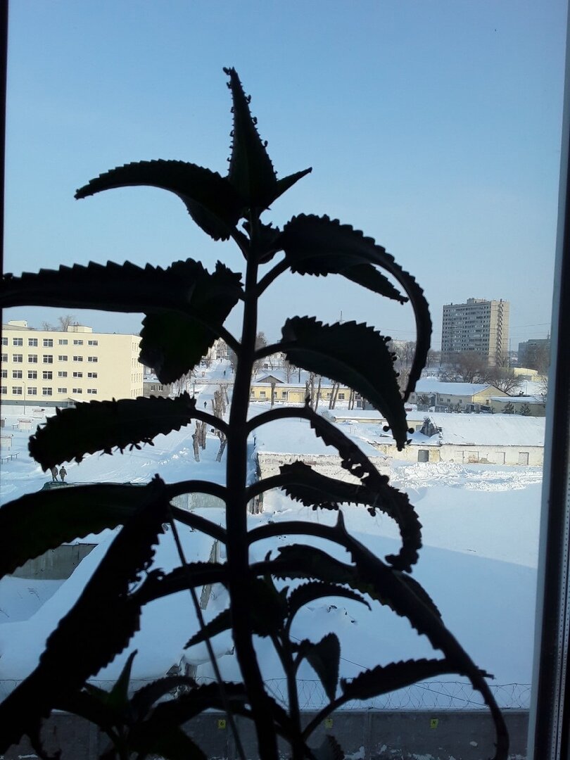 Бриофиллум