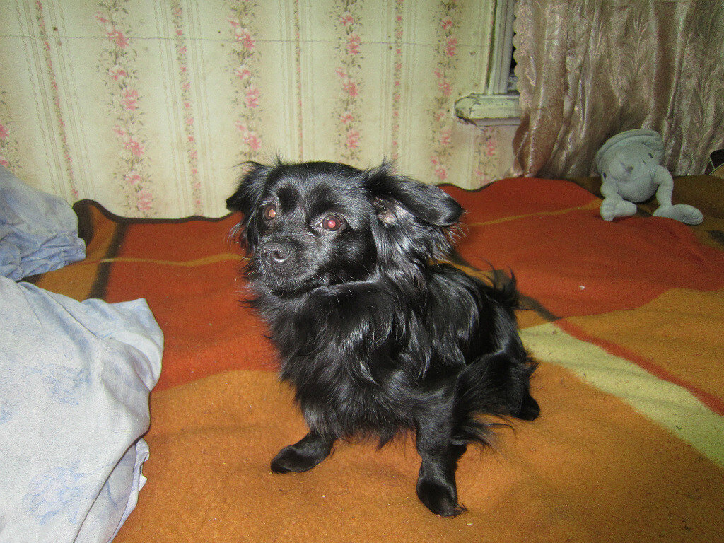 Сосредоточилась - что бы ещё бы где-нибудь наделать!