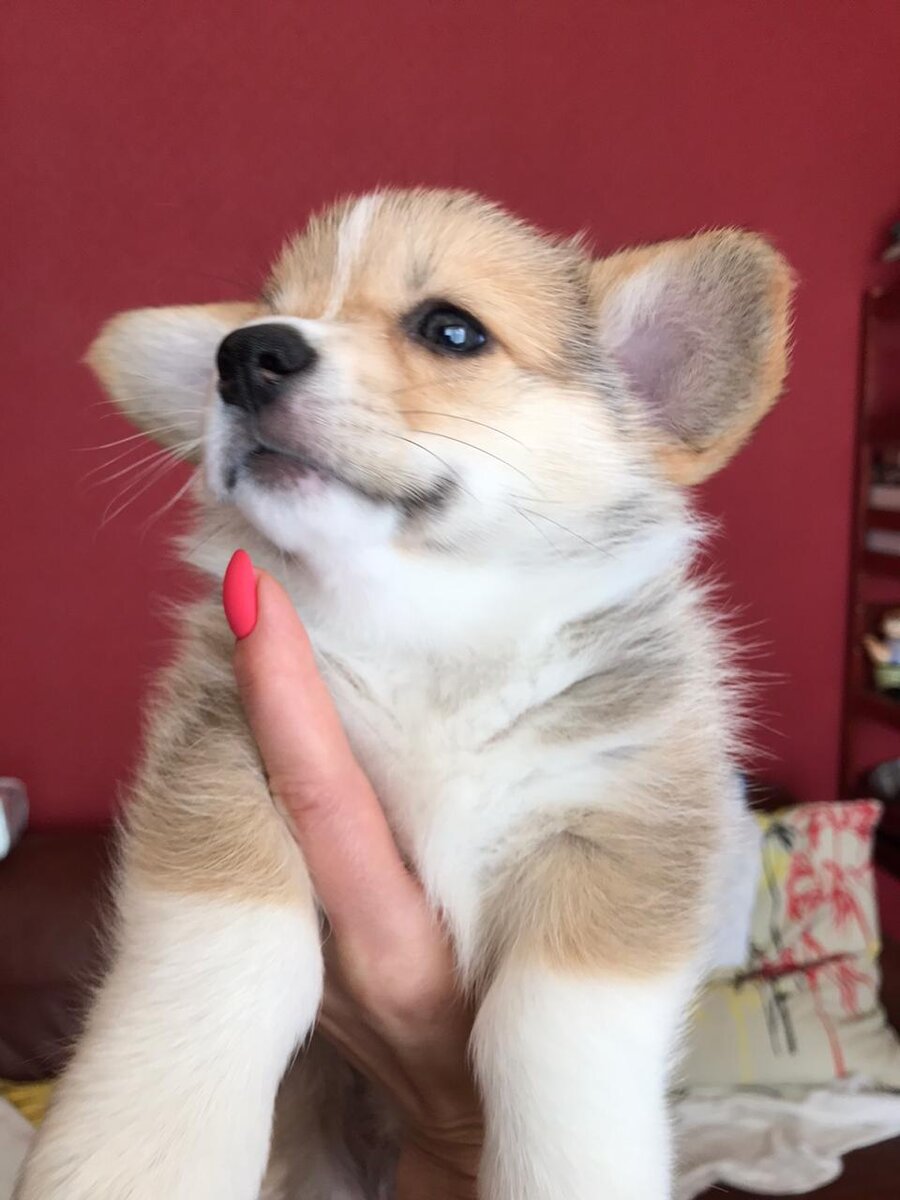 Щенки корги в 2 месяца