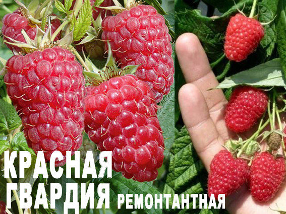 Из открытого источника Яндекс картинки.