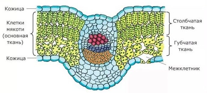 Мякоть листа клетки каких тканей