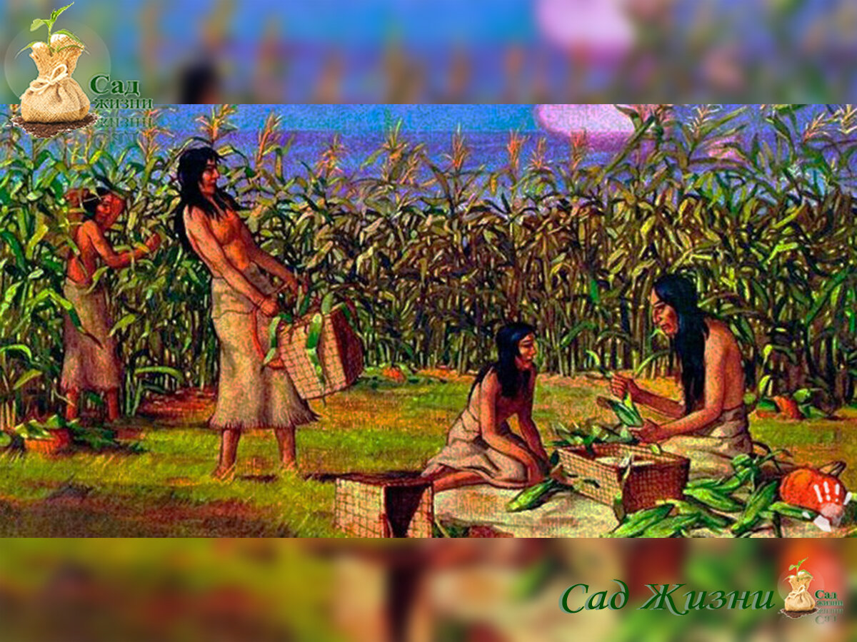 Как могли индейцы класть в лунку рыбу при посадке кукурузы, если они ...