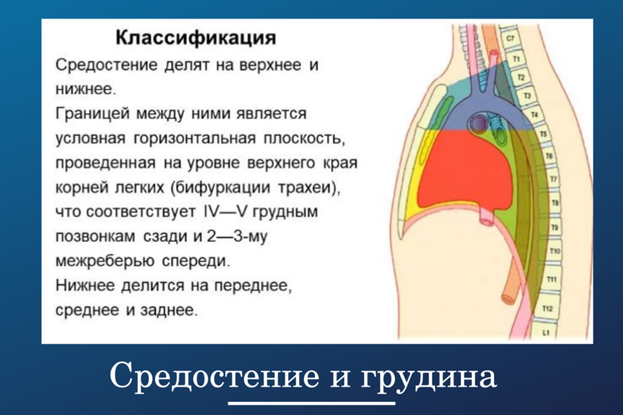 Обратите внимание, что и как находится архиважное в средней плоскости тела - сагиттальной.