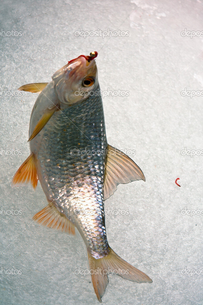 Фото из источников