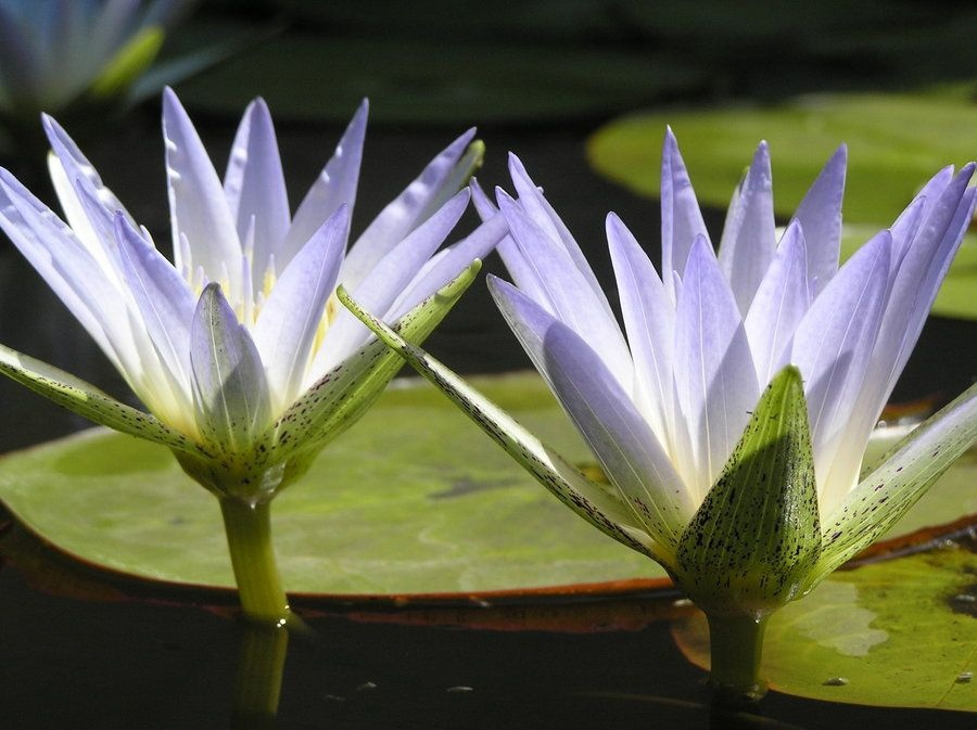 Кувшинка значение. Nymphaea Lotus Египетский. Египетский голубой Лотос. Numphae Lotus Нильский Лоирс. Нимфея микранта.