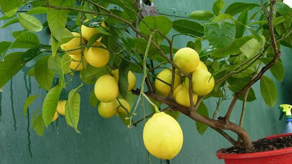 Лимон Новогрузинский растение